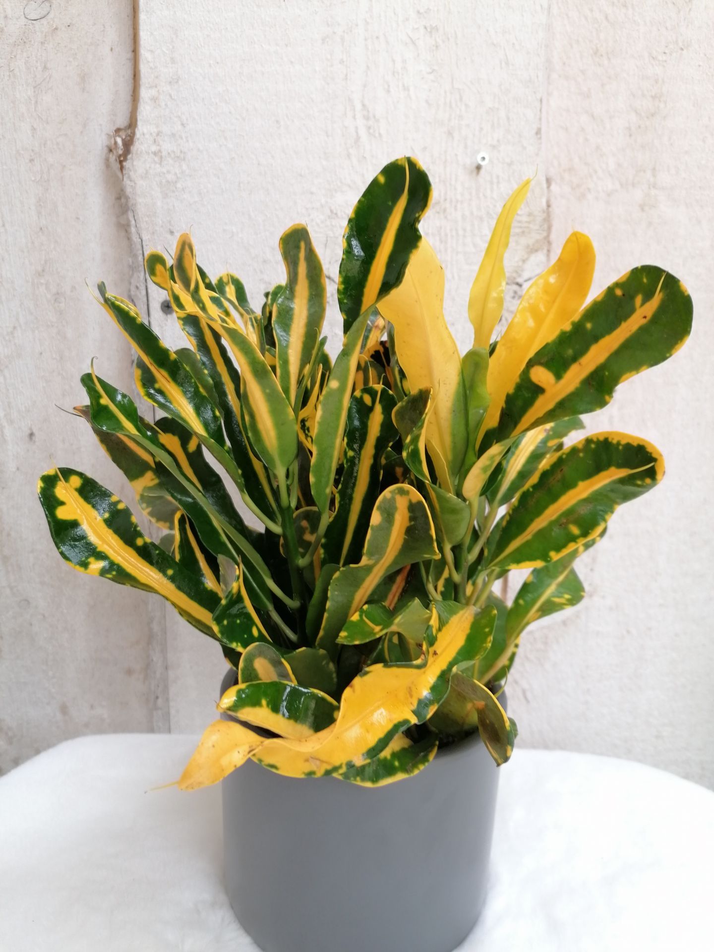 Croton Yellow